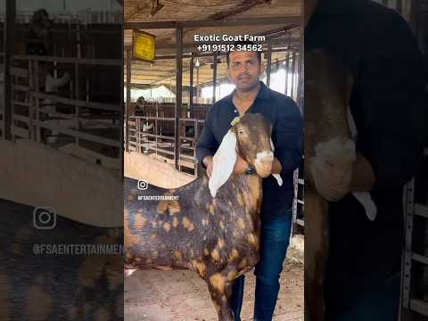 148 KG Khassi Goat at Exotic Goat Farm Padgha