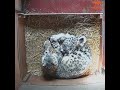 CCTV footage of Snow Leopard cuddles and antics from The Big Cat Sanctuary.