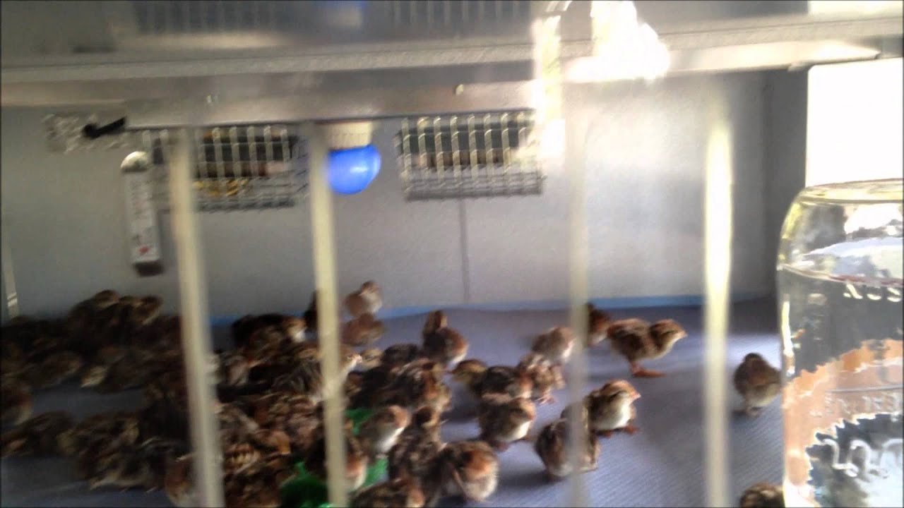 Quail chicks in brooder 2014 YouTube