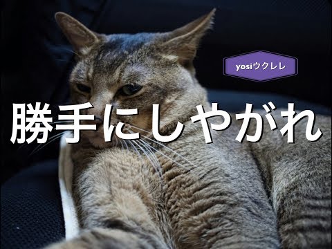 「勝手にしやがれ」 / yosiウクレレ ソロ  昭和歌謡 勝手に弾いてみた