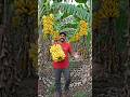 kela ka bagvan#shorts#aivideo #ramkeshyadavcomedian
