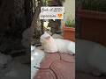 LEO the cute cat 😺 #cat #cute #catvideos #livestream #catshorts