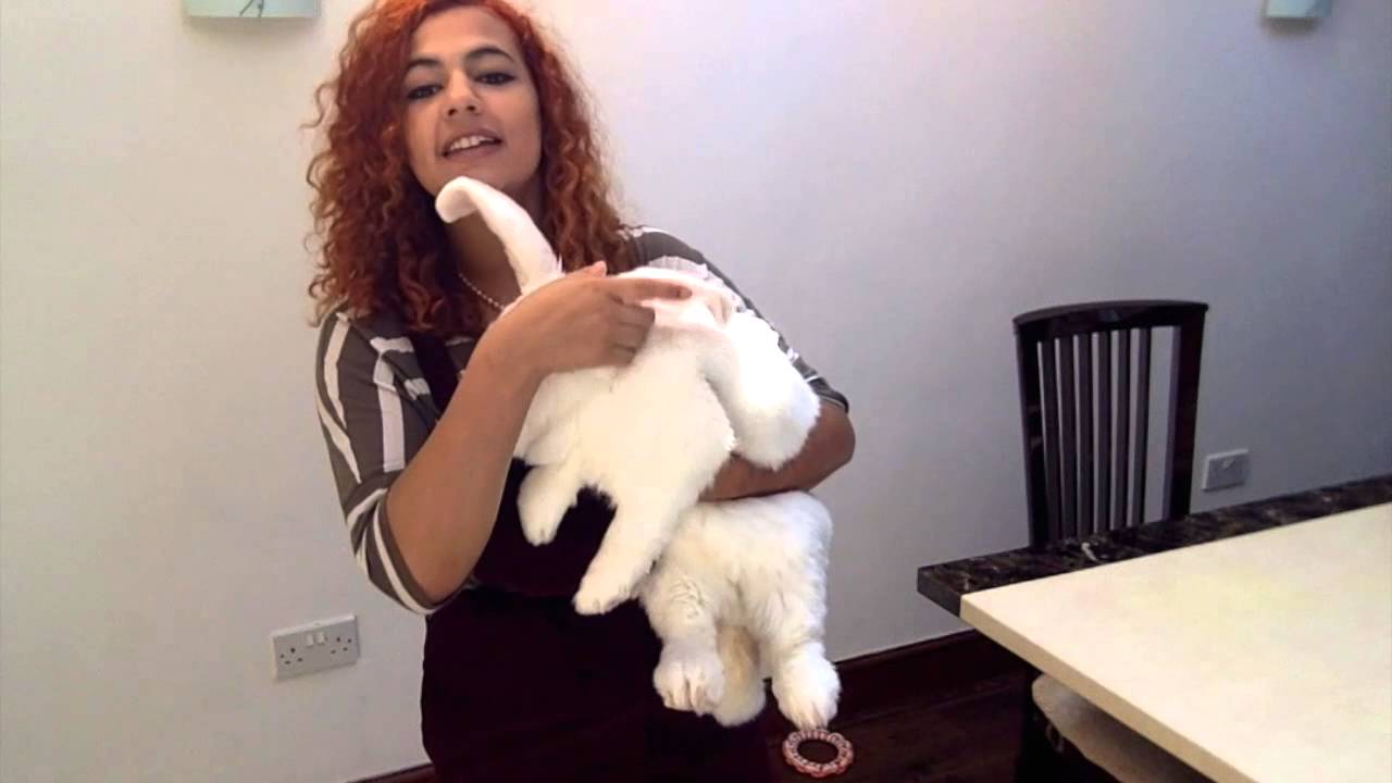 ♥ Meeting Achillies (my giant white flemish rabbit) ♥