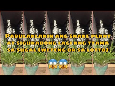 Video: Ang Taong May Bulaklak Na Ahas Na Bulaklak
