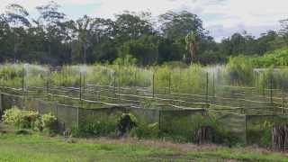 Bamboo Down Under (中文簡介）