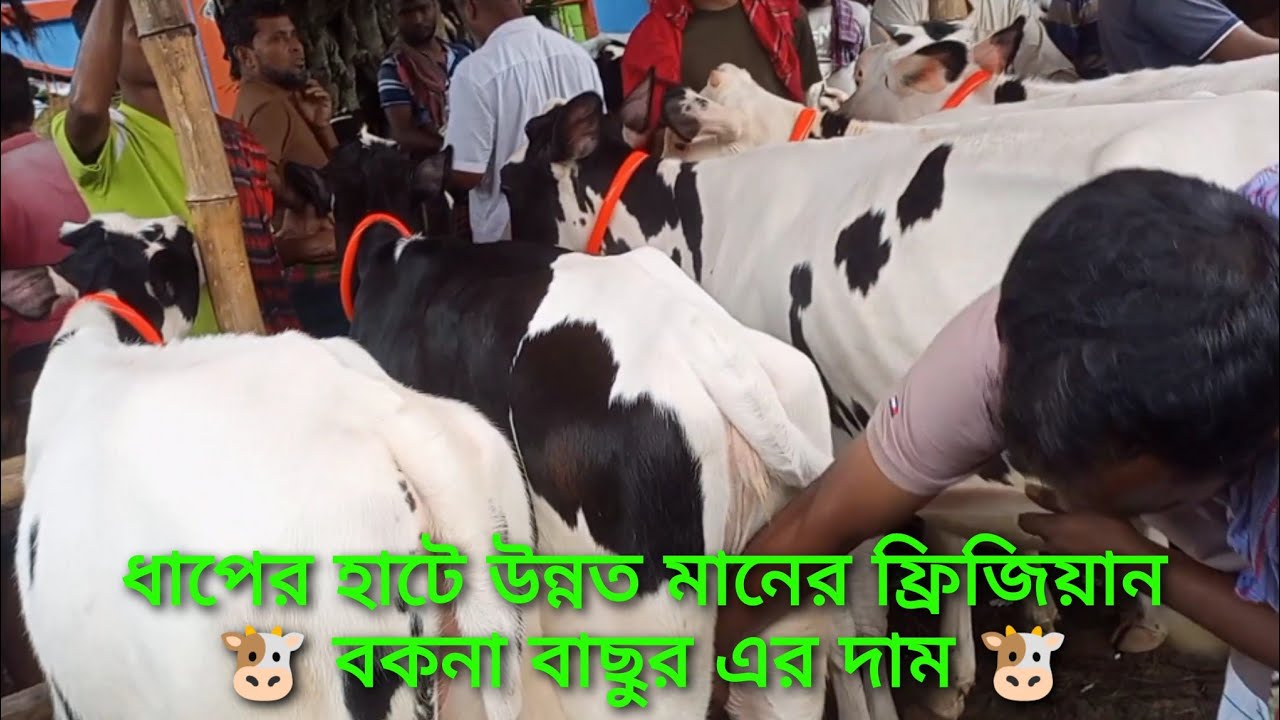 🐮ধাপের হাটে কম দামে ফ্রিজিয়ান বকনা বাছুরের দাম জানুন,২১/০৮/২০২৫🐮।