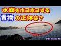 青物が水面をホヨホヨ回遊する?【ショアジギング】ジギングフルモン292