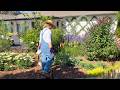 Replacing What Monty Destroyed...With More Pink Pearls Penstemon!
