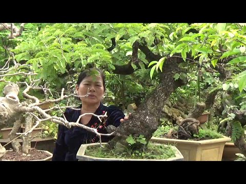 SH.2432.Báo giá 18tr cây Me già và đẹp nữa chứ lị.vườn Đỗ Vững. Vạn Phúc.Hà Nội