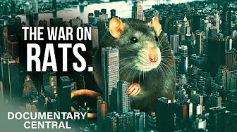 The Big Reason New York Will Never Win the War On Rats | NYC Revealed | Documentary Central