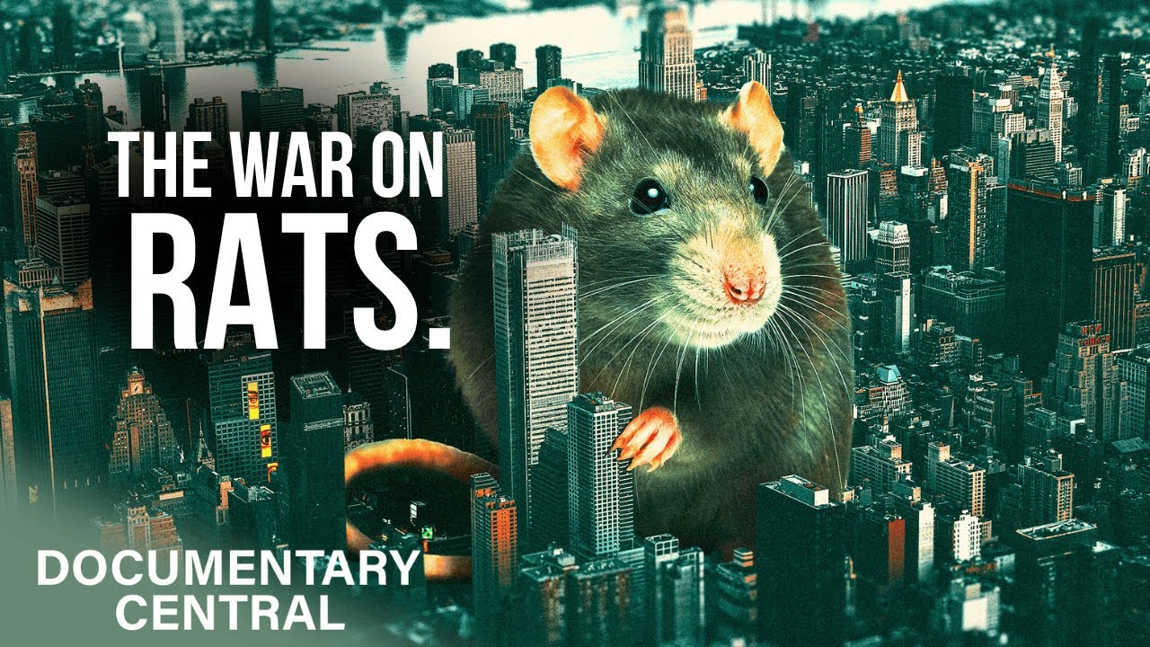 Главная причина, по которой Нью-Йорк никогда не победит в войне с крысами | Раскрыто NYC | Docume...