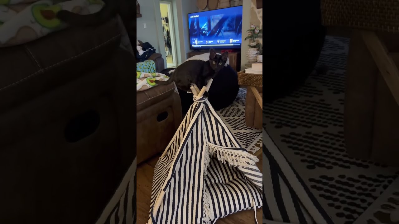 Can T Escape Her Crazy Brother Playtime Siblings Roughhousing WWE