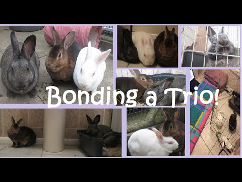Bonding a Trio of Rabbits [Primrose, Reuben and Velvet] - YouTube