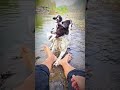 शरारती डॉगी ने अंकल से चप्पल तालाब में फिंकवाई 😱🐶 | Funny Dog Viral Shorts