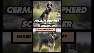 German shepherd x schnauzer