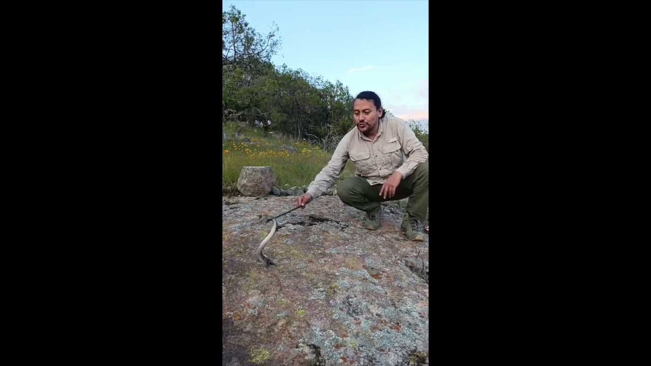 Víbora de cascabel de las rocas de Klauber (Crotalus lepidus klauberi)