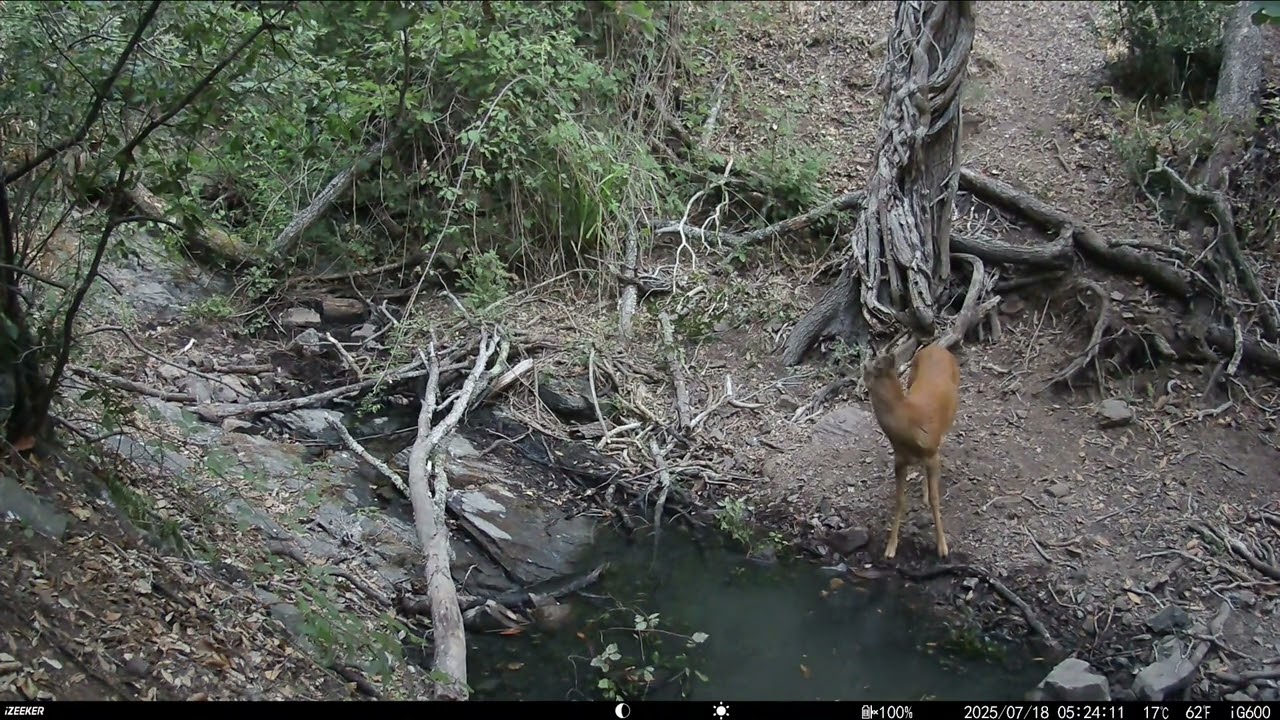 Un petit tour dans les bois en Juillet
