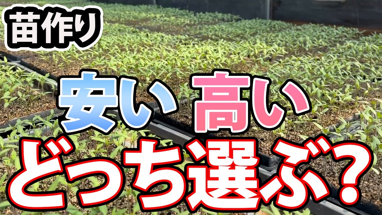 【苗作り】安い苗・高い苗どっちを買うべき？自根？接ぎ木？
