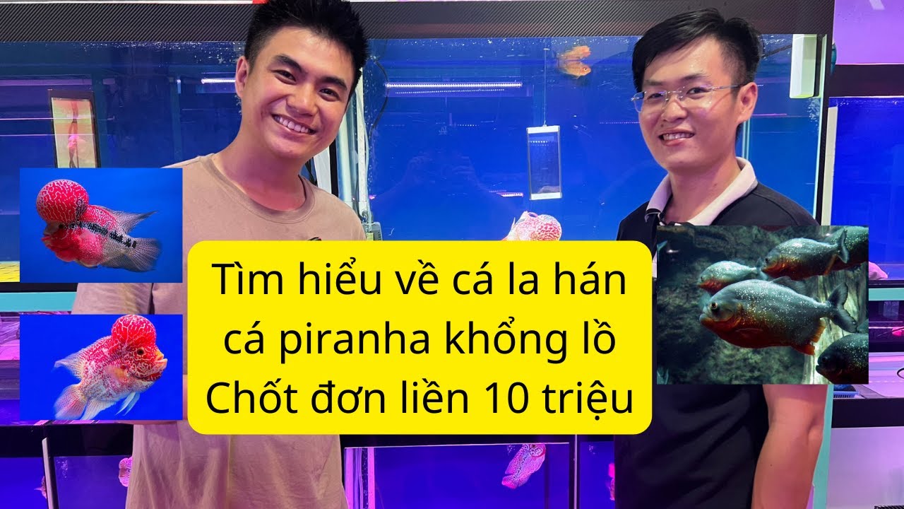 Ghé thăm tiệm cá la hán lâu năm ở sài gòn - và tìm hiểu về cá piranha size khổng lồ và các loài khác