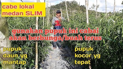 part 26 pemberian pupuk cabai agar berbunga/berbuah terus dan masa panen lama cmk slim