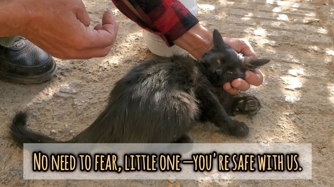 They left this kitten here, and we’re going to raise him!