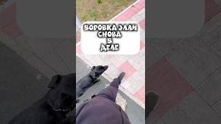 🐾 Элли мастер карманных дел! #собака #shortvideo #воровство #юмор #дрессировка #мама #кошелёк #топ