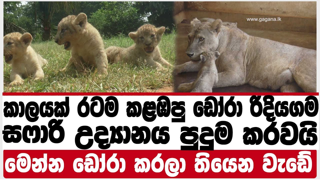 රටම කළඹපු ඩෝරා රිදියගම සෆාරි උද්‍යානය පුදුම කරවයි|මෙන්න ඩෝරා කරලා තියෙන වැඩේ|RIDIYAGAMA SAFARI|LION