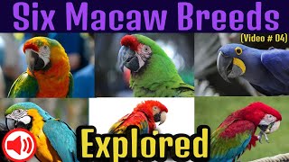 Macaw videos, Different Macaw Breeds 4k #animals