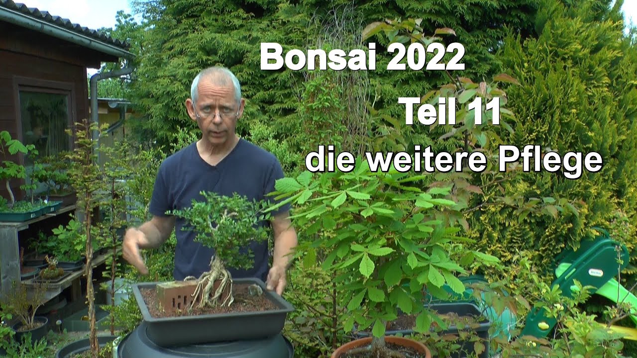 Bonsai 2022 Teil 11 Bonsai im Wachstum pflegen und gießen mit Bonsai Galeria YouTube