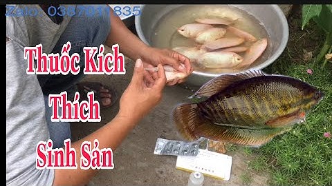 Hướng Dẫn Chích Cá Sinh Sản Nhân Tạo , Cá Sặc Rằn, Cá Mùi