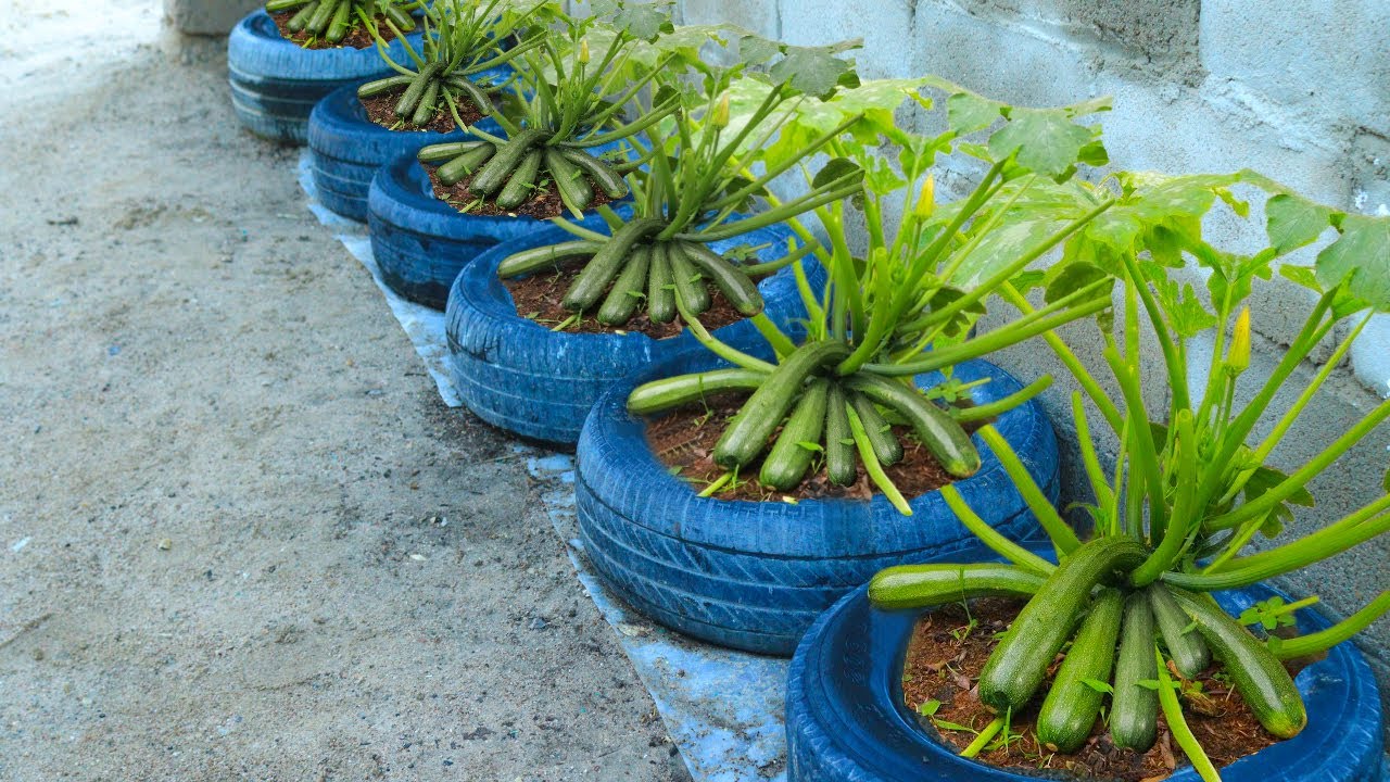 زراعة الكوسة فى المنزل بطريقة عبقرية🥒من البداية للنهاية