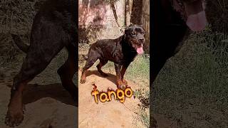Rottweiler Dog Full Attitude 😈🔥 | Power &amp; Royal Entry #shorts #puppy #dog #rottweiler