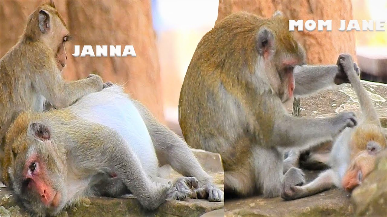 Janna Is The Best Care of Mom Jane , Jane Can't Walk and Climb Up Tree & Lay On Rock Wait Give Birth