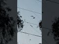 #naturalwolrdviewbirdenjoylikesharesubcribe