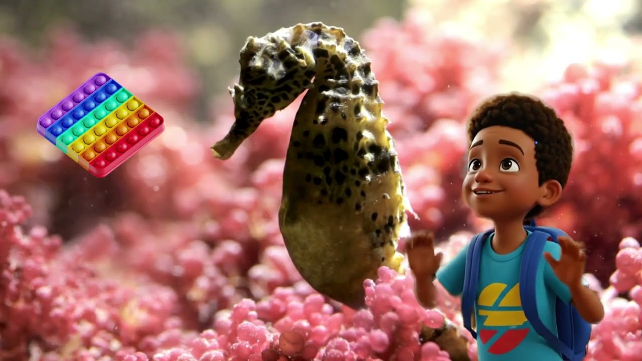 SEA HORSE Elijah;s interesting sea fact of the day!