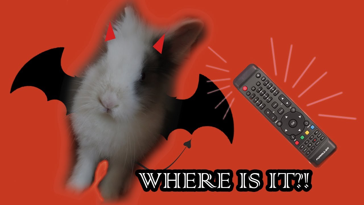 Angry bunny can't find remote control