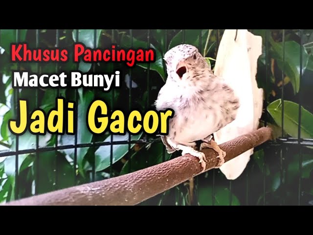 Sanger gacor ngerol pedas suara ampuh untuk pancingan u0026 masteran burung! class=