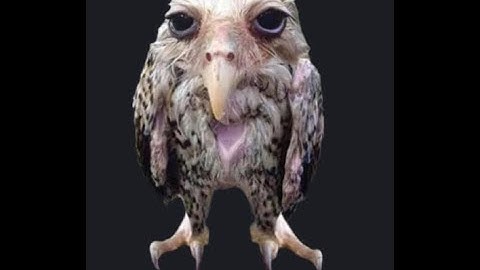 Project Zomboid Crowd Control