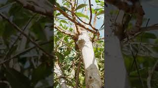 HOW TO TRIM LOQUAT TREE #loquat #loquattree #nispero