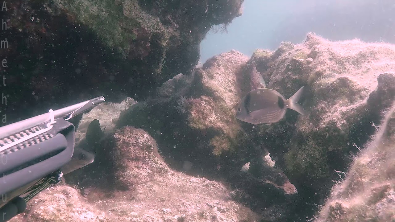 eşkina brown meagre sciaena umbra kaya levreği zıpkın spearfishing