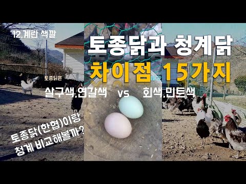 토종닭과 청계닭 👍차이점 15가지