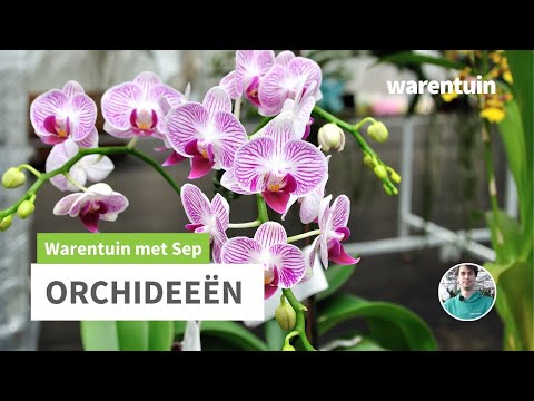 Video: Waar groeien orchideeën? Orchideeën in het wild