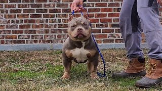 9 month old Extreme Pocket Bully Male Royal Kennels Mackaveli #shorts #bully #puppy