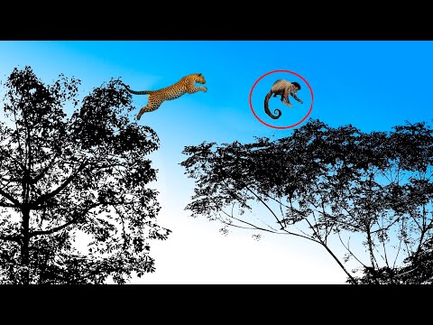 Video: ¿Qué come el pino ágil?