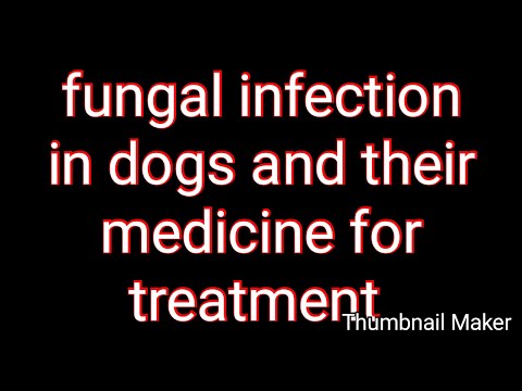 fungal-infection-in-dogs-their-medicine............for-treatment