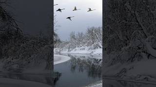 ♫. Andre Rieu – «When Winter Comes»(Когда придет зима)