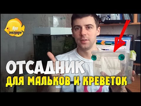 Отсадник для мальков в общем аквариуме своими руками