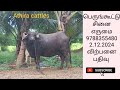 விற்பனை பதிவு பெருங்கூட்டு சினை எருமை @athiracattles4372