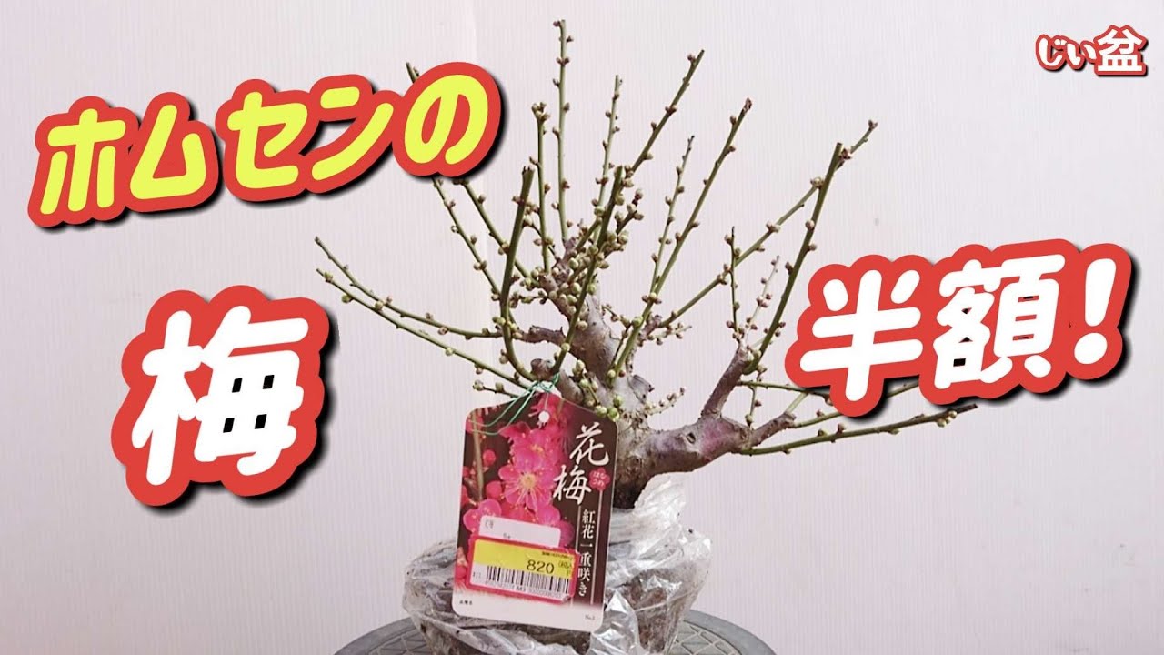 [В этом году я снова купил сливы за полцены] / Новичок / Как сделать бонсай