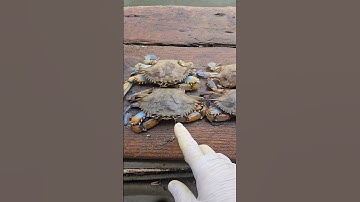 Maryland Soft Crab size comparison #fishing #baltimore #softcrabs #chesapeake